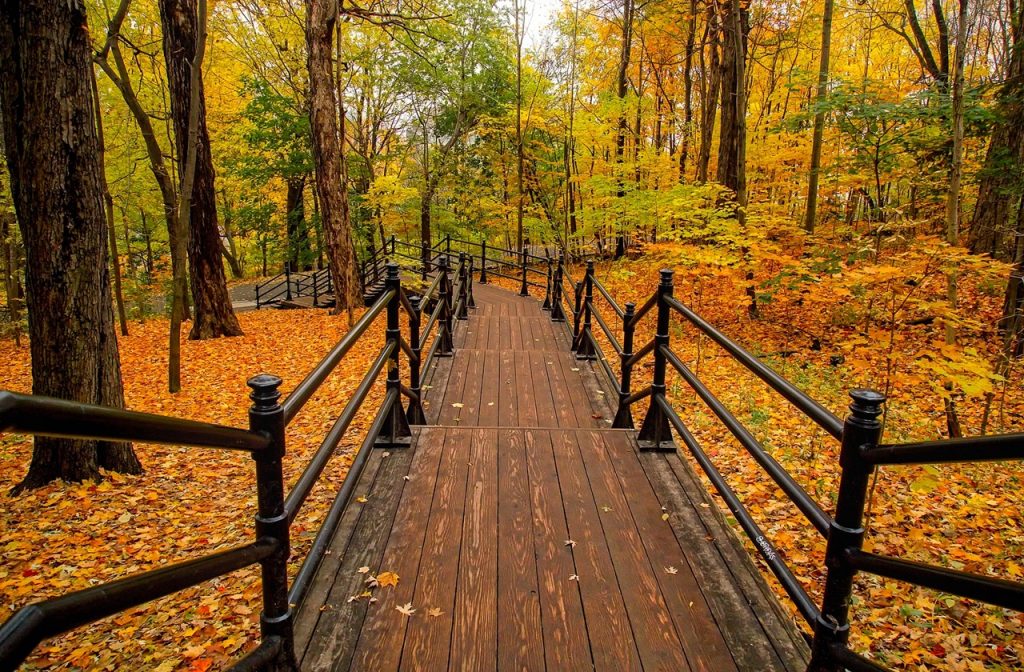 Park with fall foliage