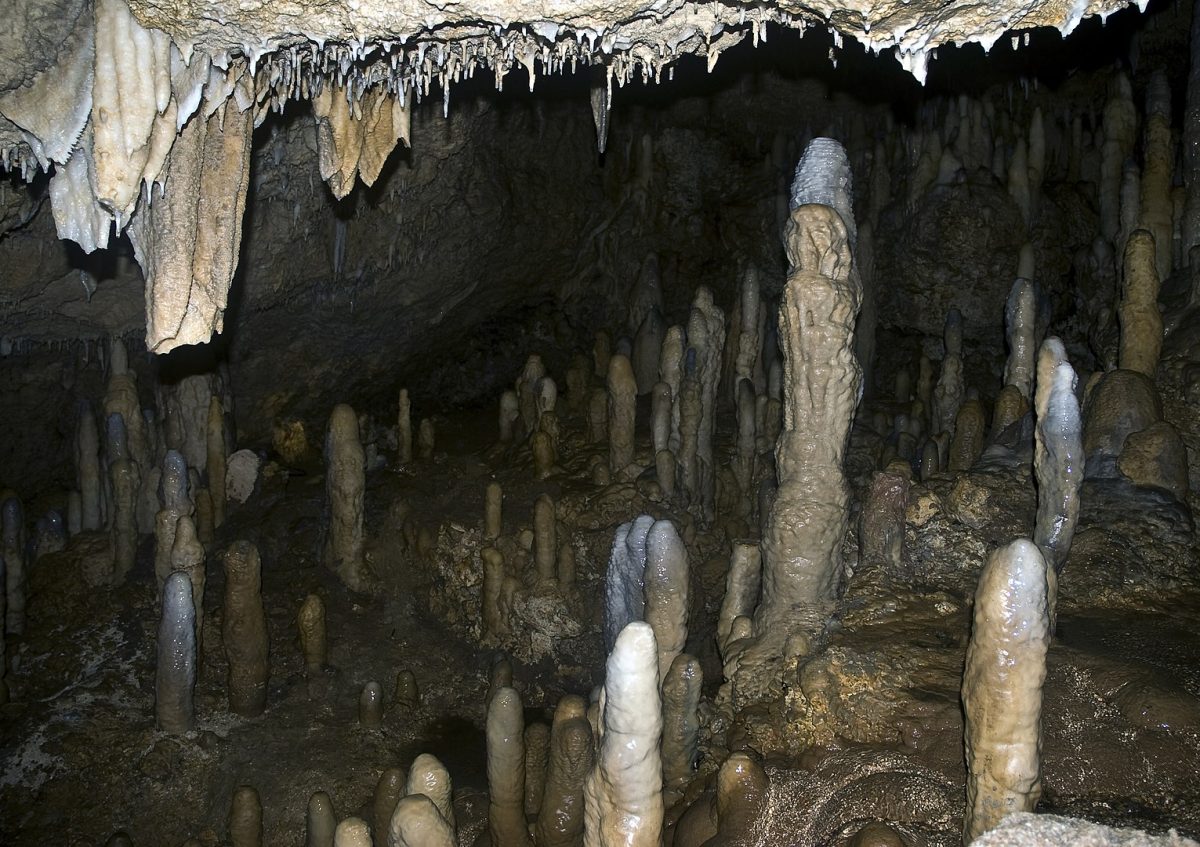 an army of stalagmites erecting at Harrison's cave