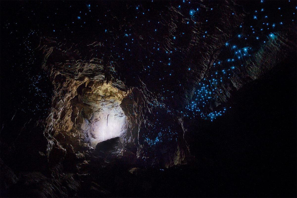 a cave illuminated by glowworms in New Zealand