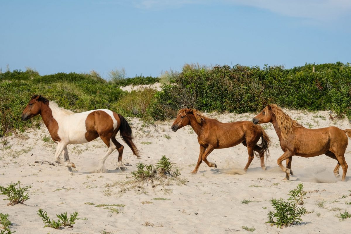 horses galloping in the sand dunes near car camping sites