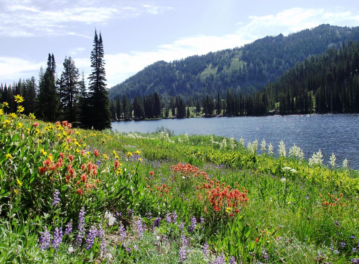 a scenic lake surrounded by pine trees and blooming flowers, car camping