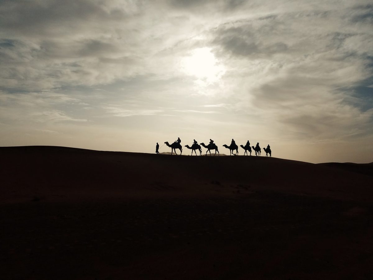 a silhouette of a camels crossing at an australian outback