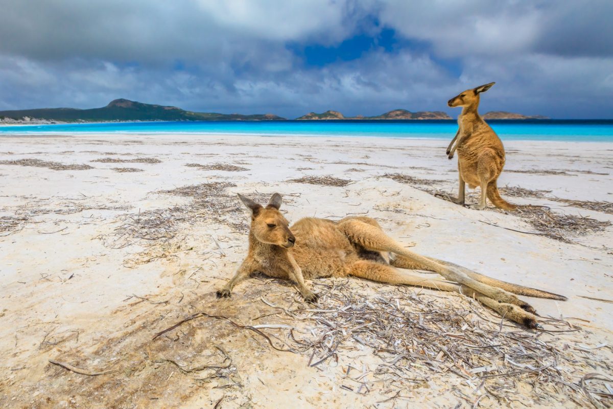 two kangaroos on the sands of a turquoise beach