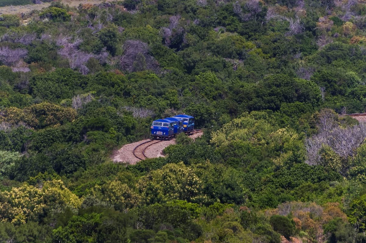A small blue train traversing a forest in the Garden Route