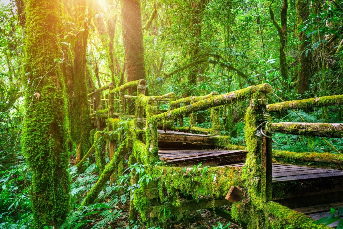 a wooden pathway wadded up with moss a wooden pathway wadded up with moss