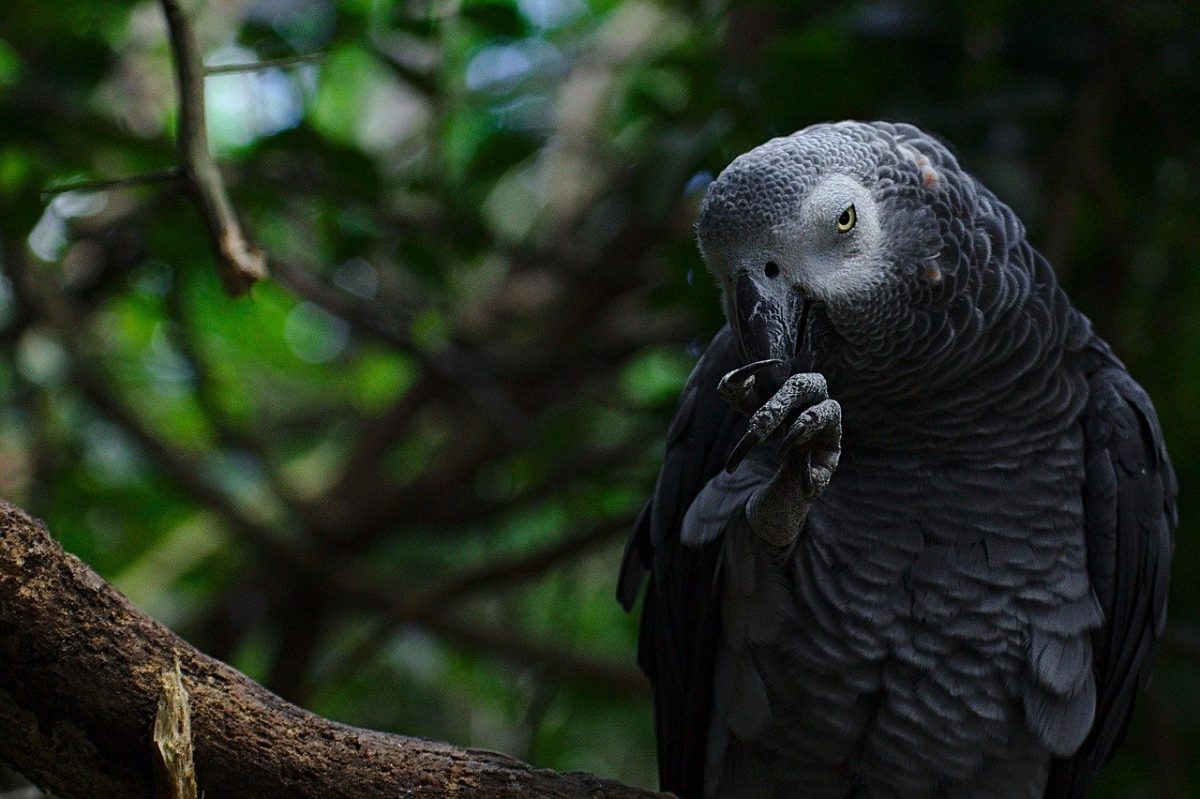 a sassy looking black bird on a tree