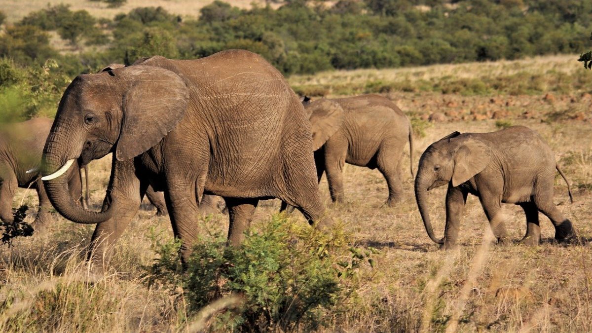 a herd of elephants walking in a park in the garden route