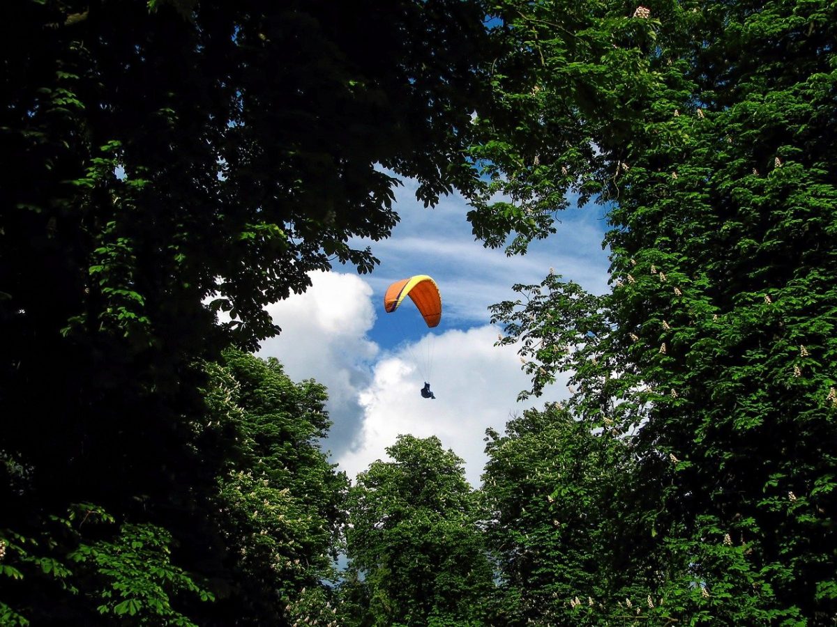 a paraglider spotted from the forest