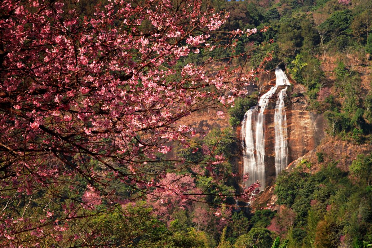 a waterfall behind the sakura trees a waterfall behind the sakura trees