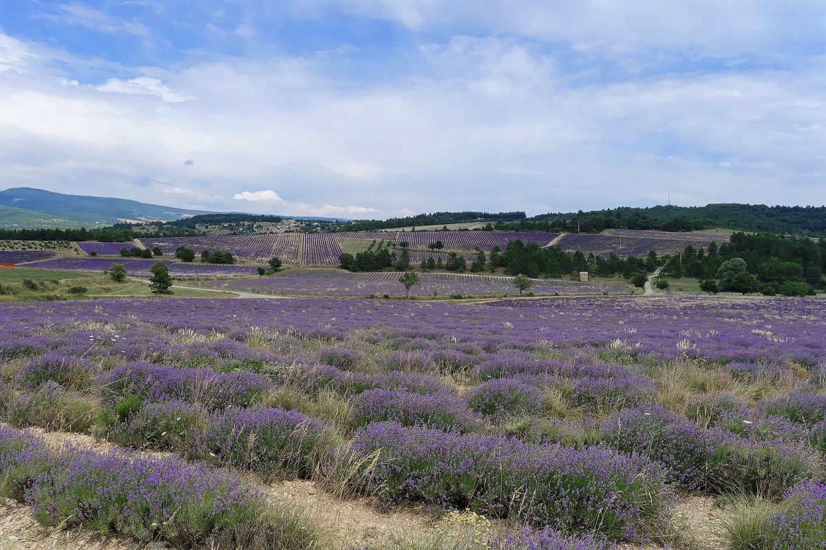 vast lavender fields