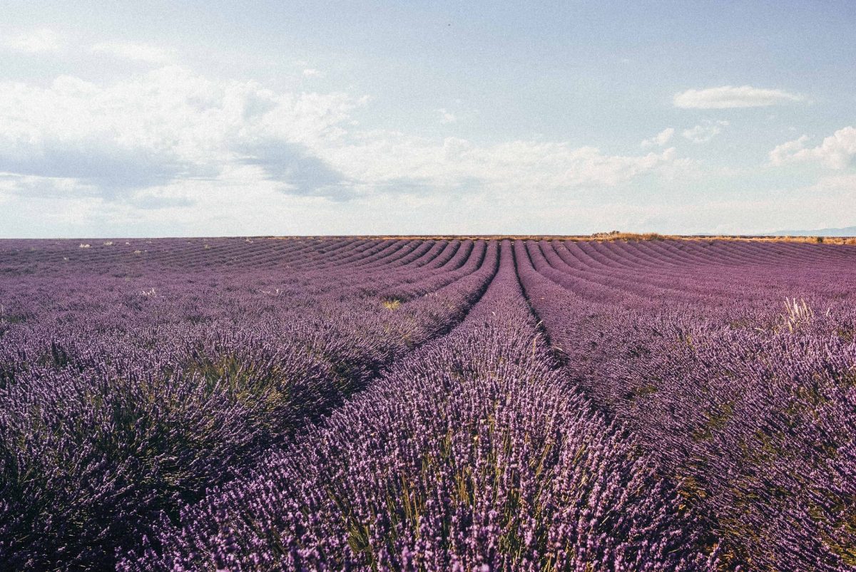 boundless lavender field with distillery