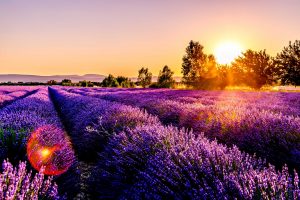 Lavender Field in France