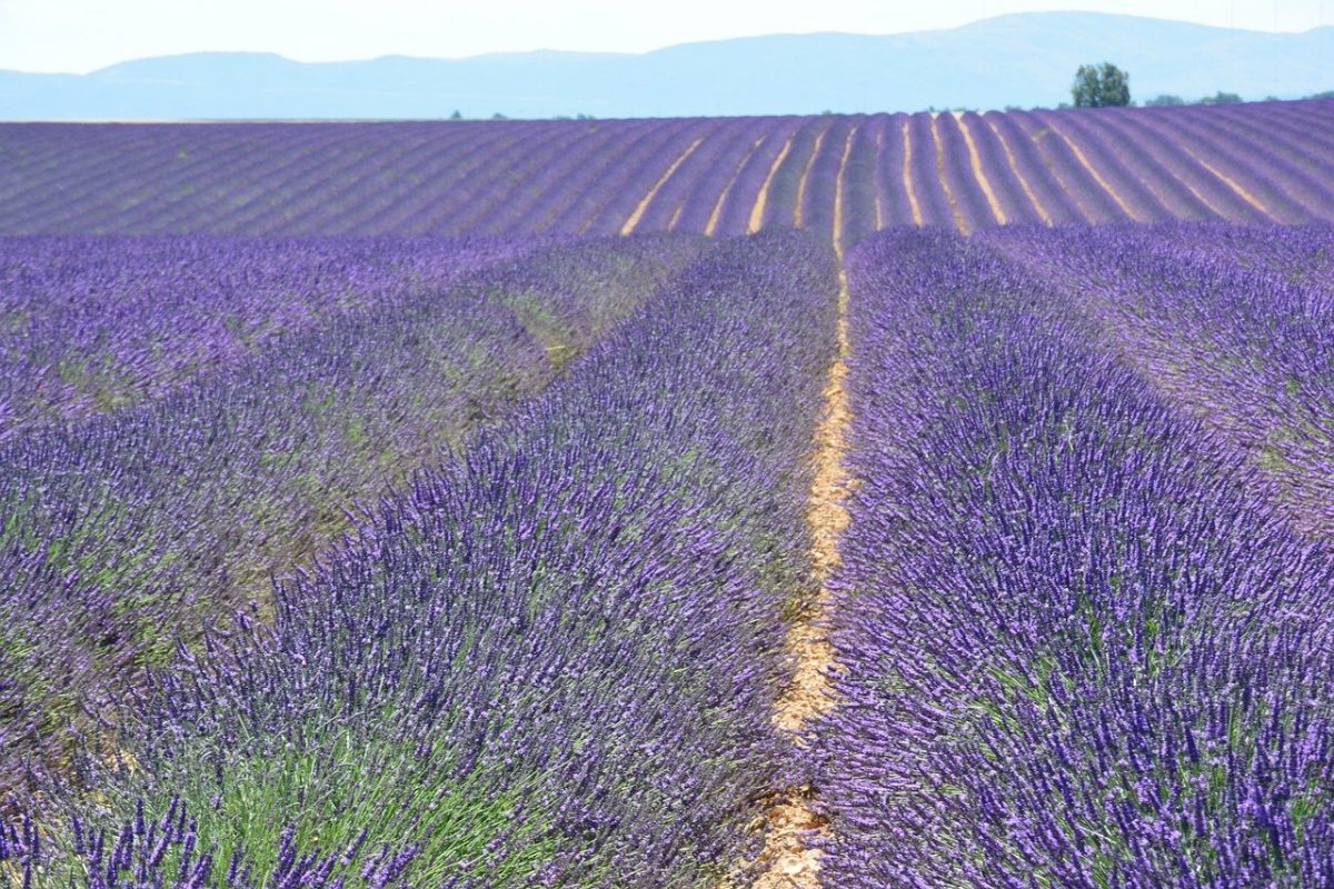 endless lavender fields 