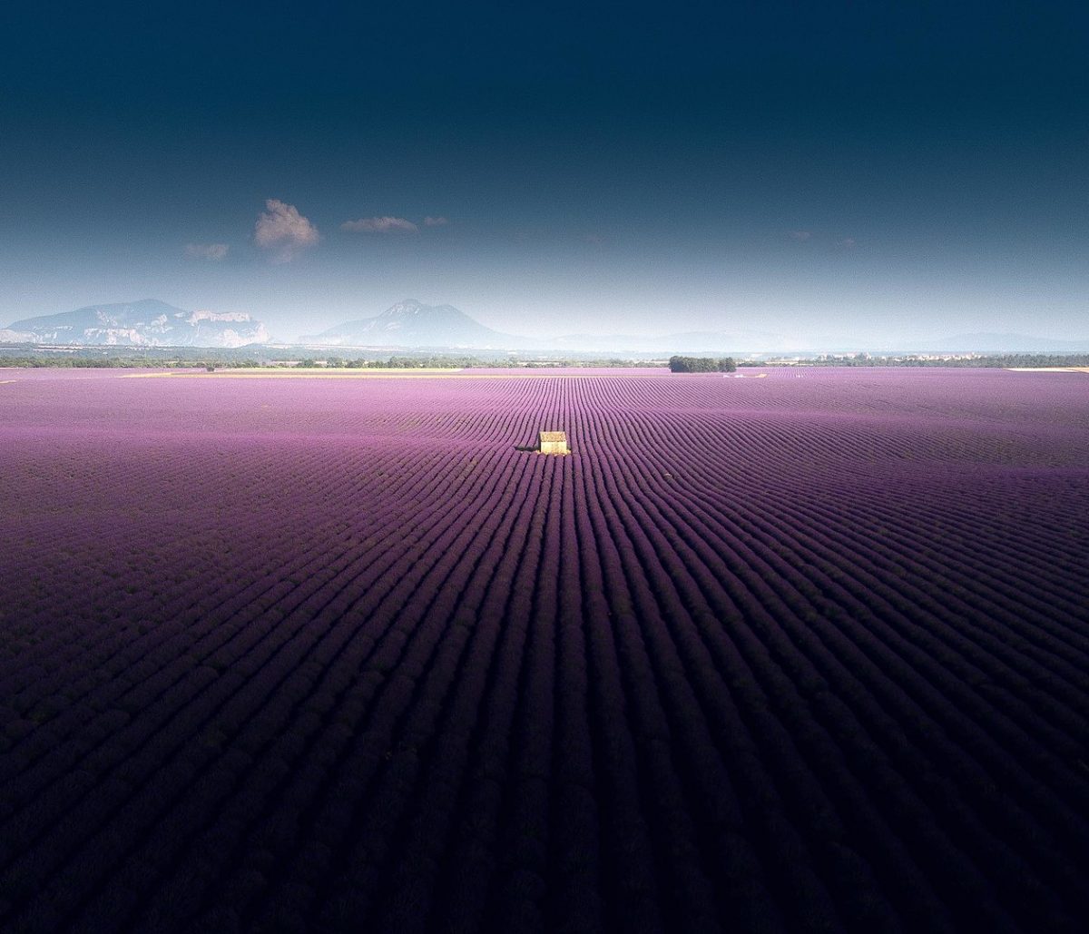 a lone stone house in the middle of a Lavender field