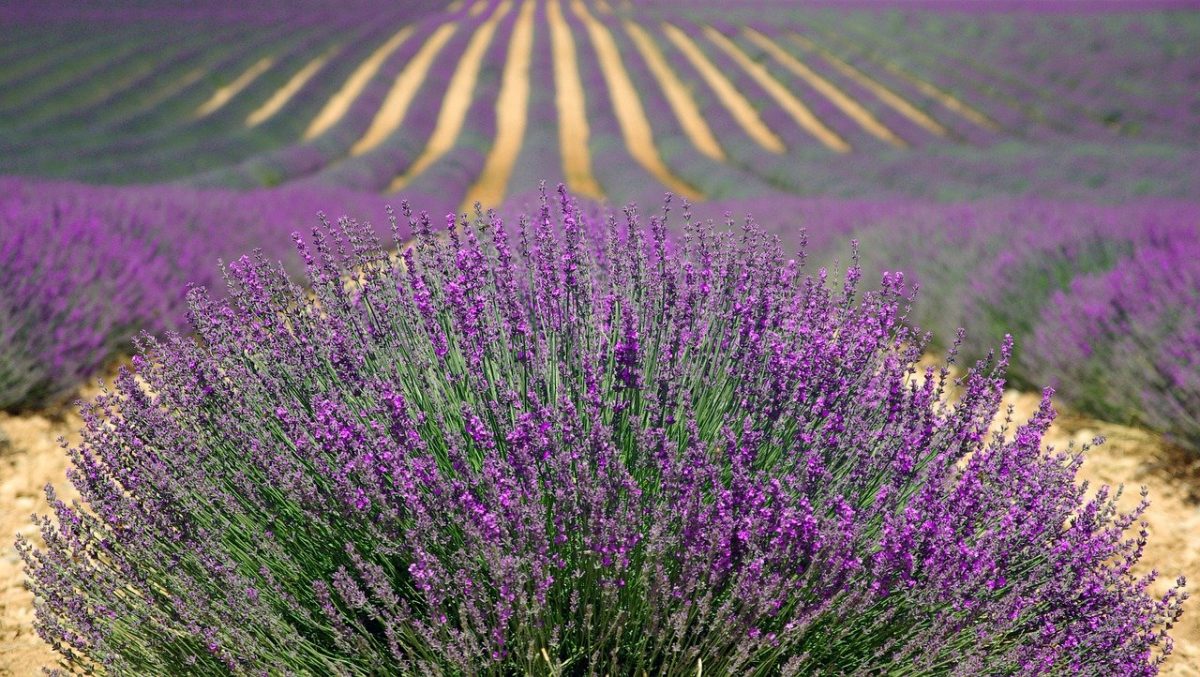 elaborate rows of lavenders