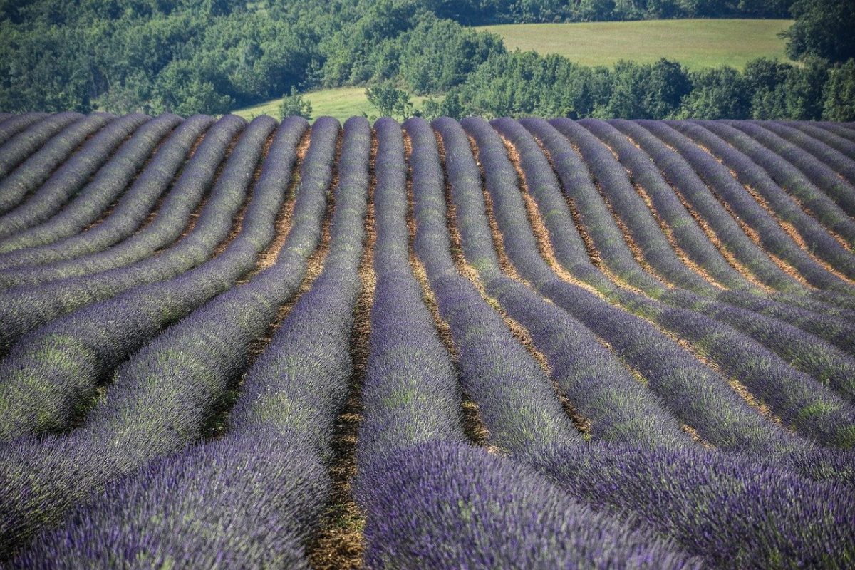 long tubes of lavender towards the verdant forest