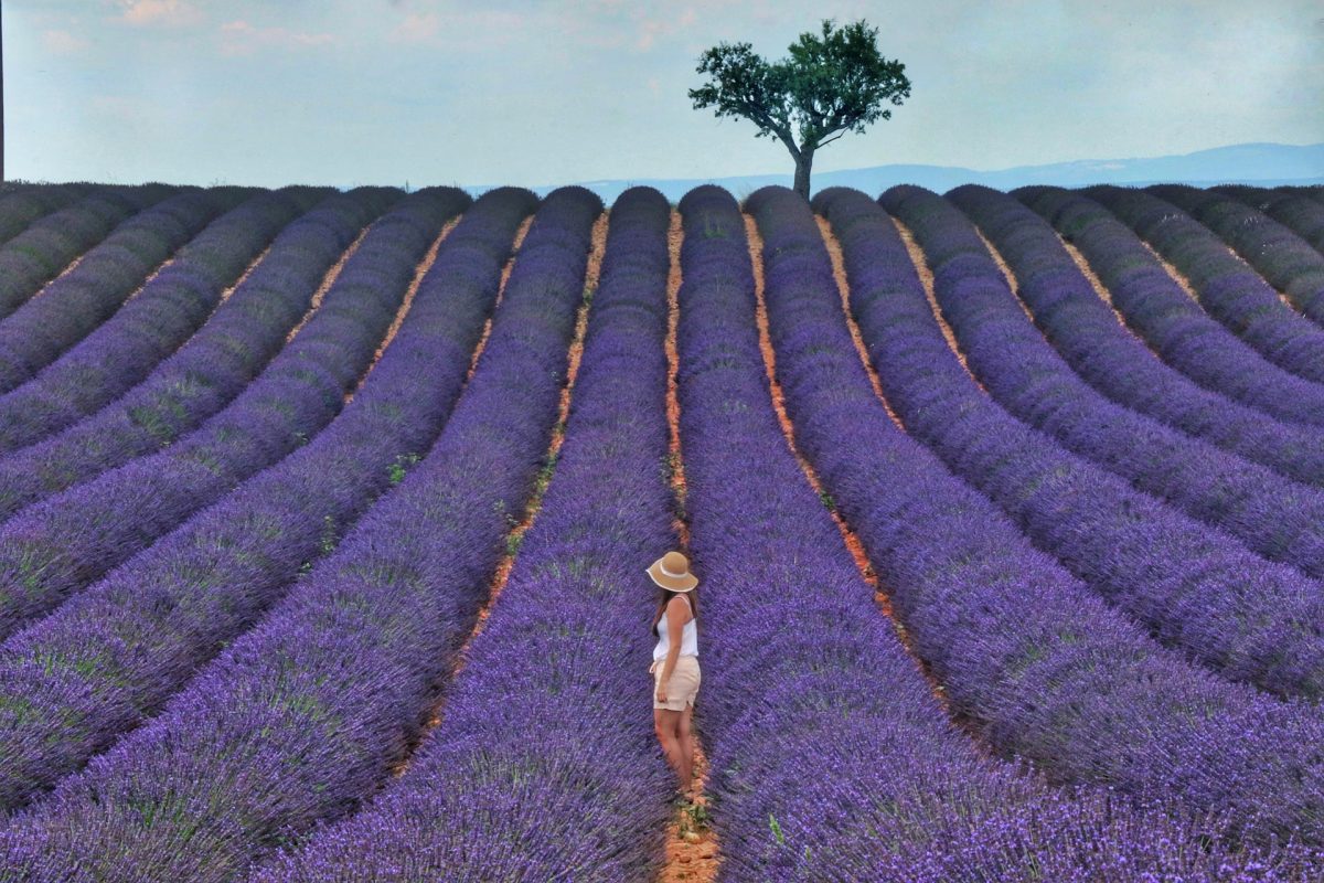 a woman in the middle of lavender fields in france