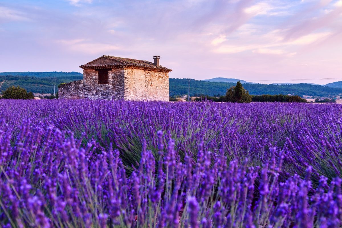 A lavender field with a stone house
