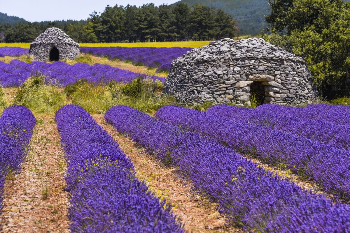 A lavender field with bories