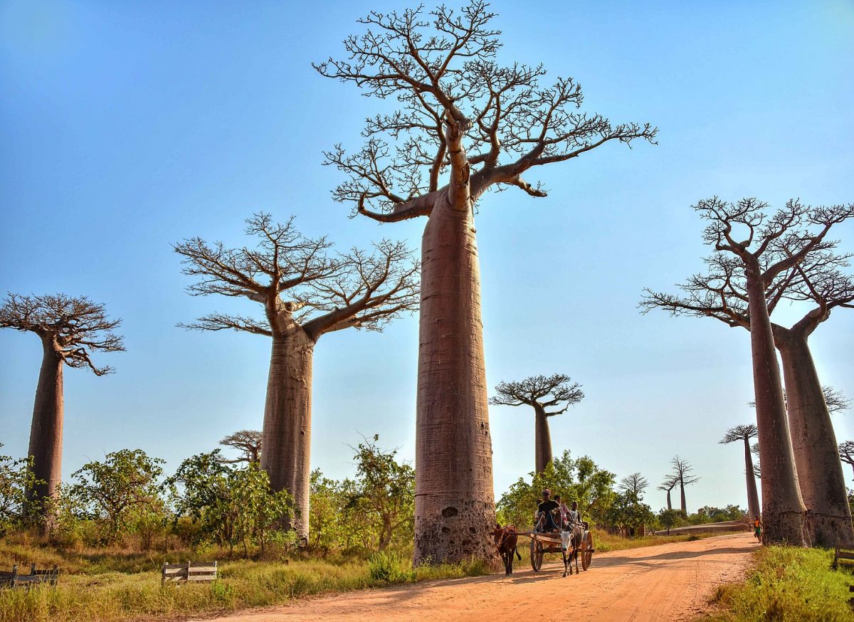 a road in madagascar lined with baobabs