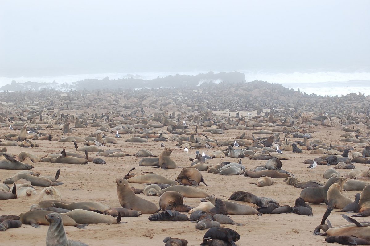 numerous seals lounging on the shores