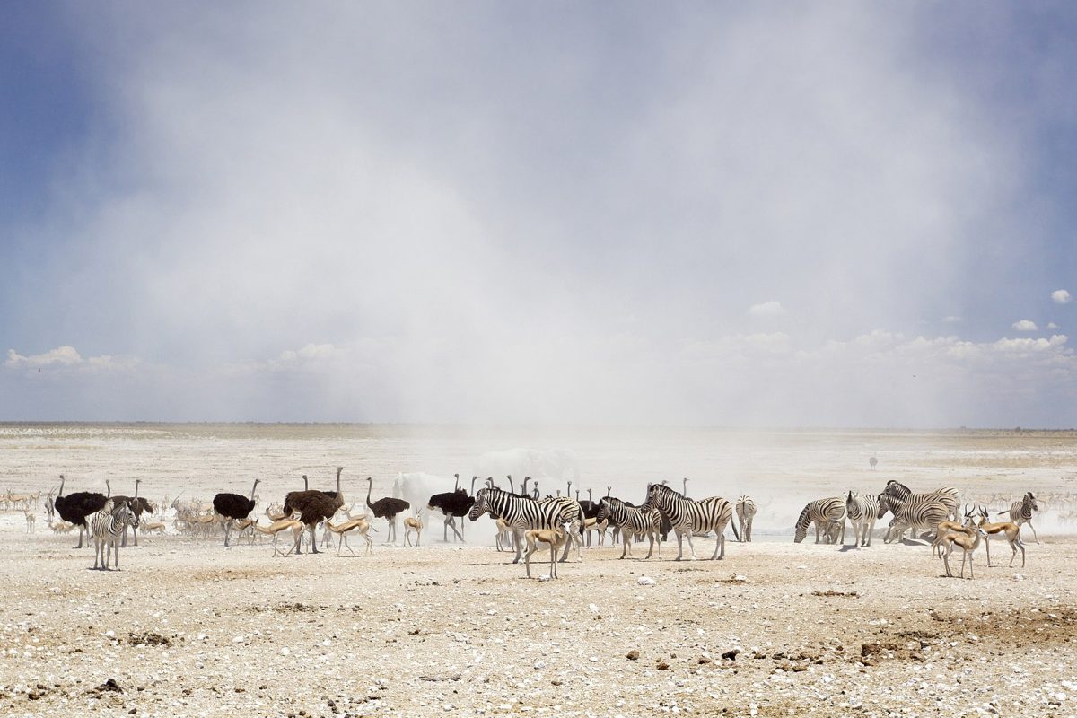 diverse wildlife in a waterhole