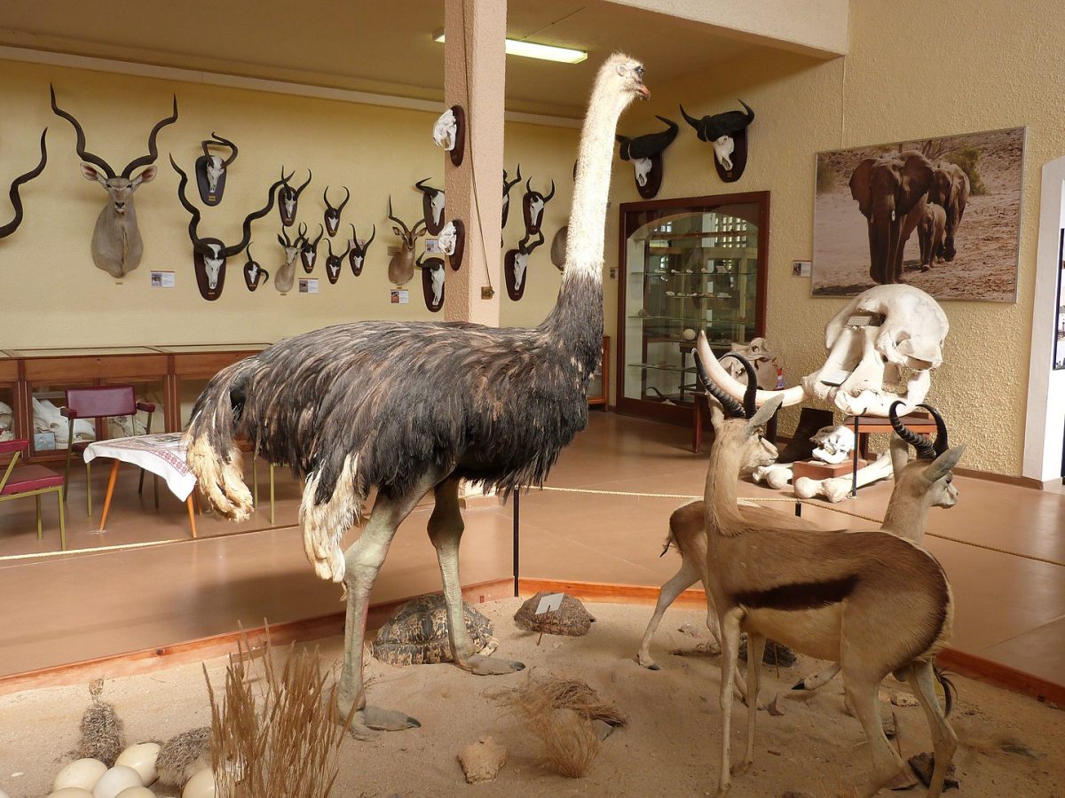 animal exhibit in Swakopmund Museum