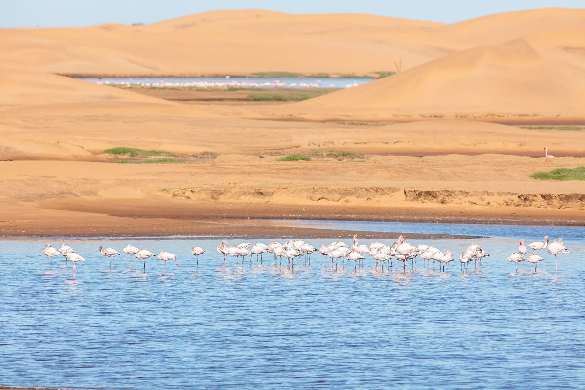 flamingos wading in a namibian salt pan