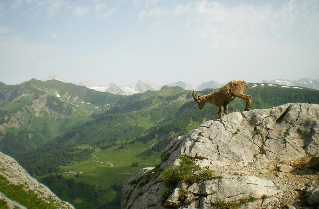 Siberian Ibex