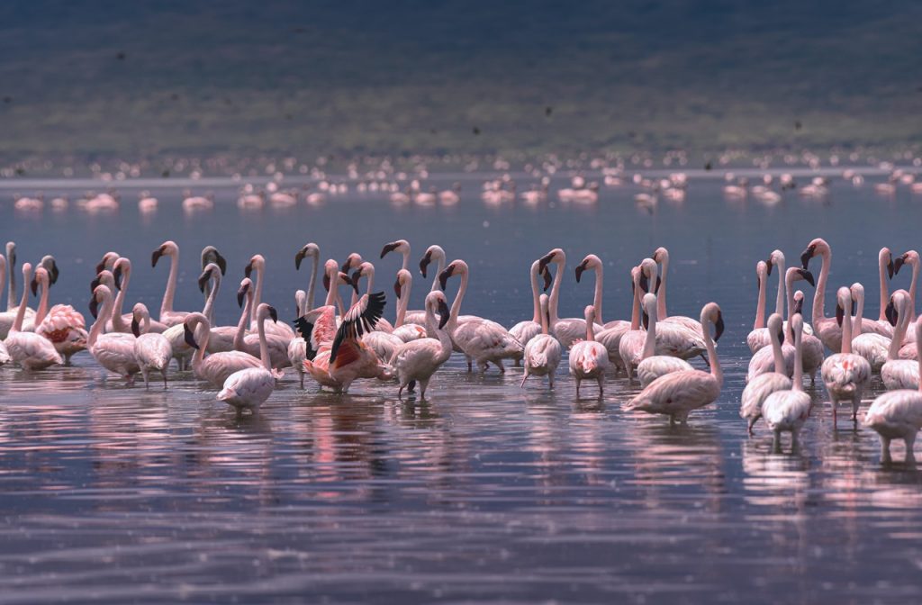 Lake Bogoria, Kenya