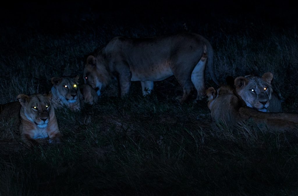 Lewa Wildlife Conservancy, Kenya