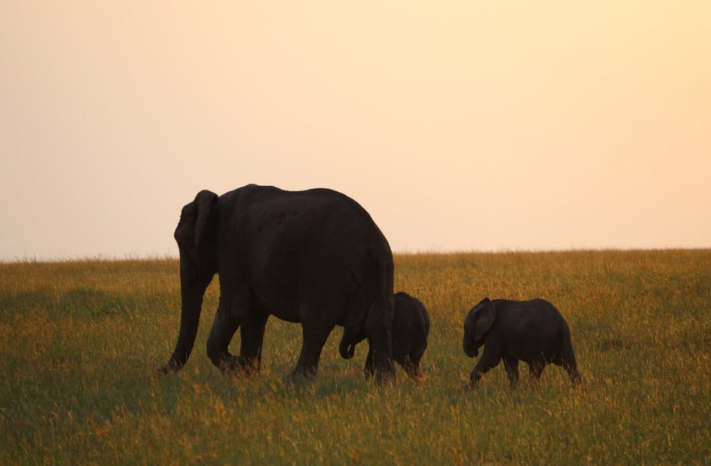 Masai Mara, Kenya