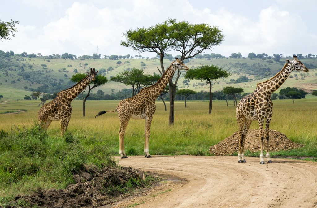 Masai Mara National Reserve, Kenya