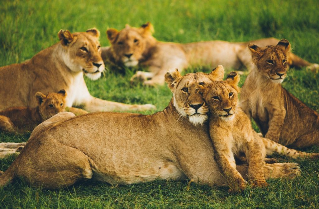 Masai Mara, Kenya