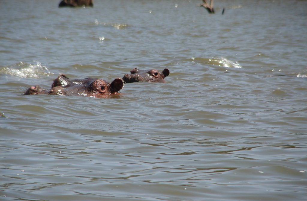 Lake Naivasha, Kenya