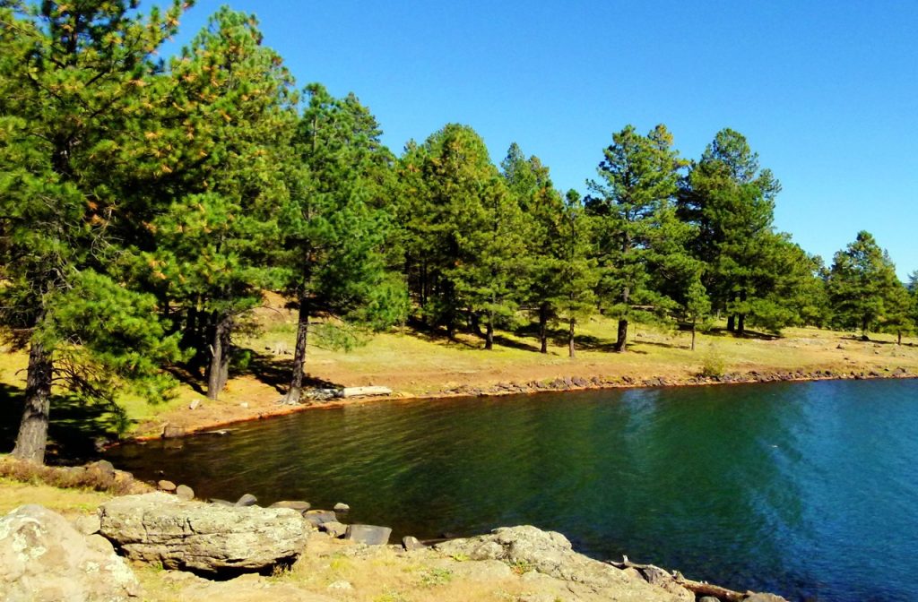 Shoreline view of Hawley Lake, one of the lakes in Arizona surrounded by pine trees