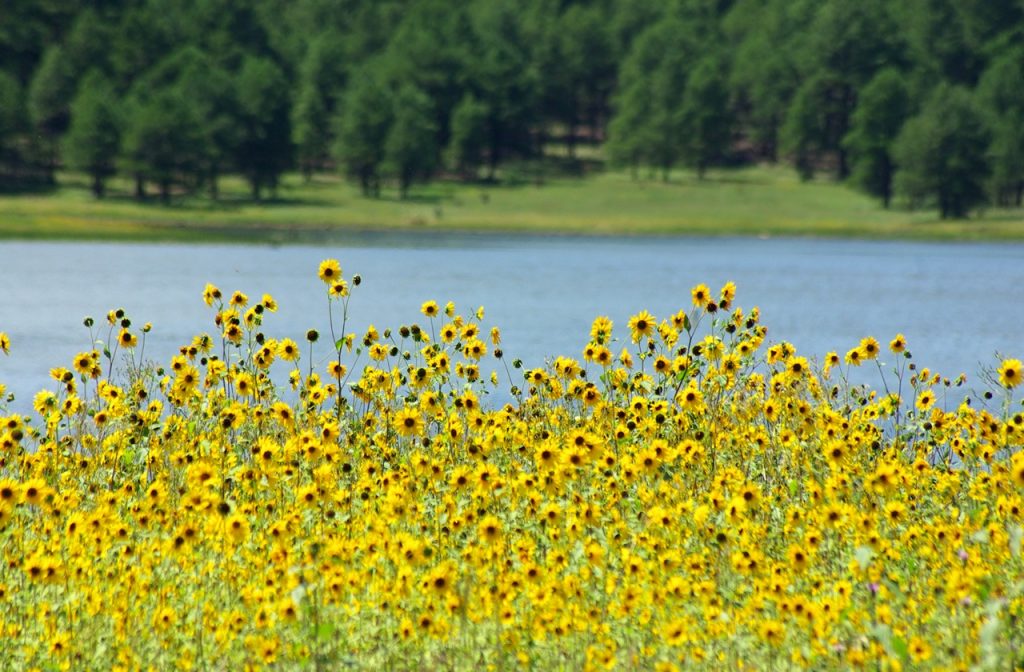 Colorful flowers surrounding Lake Mary 