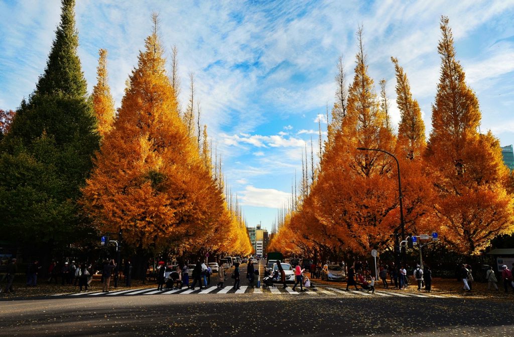 Best time to visit Tokyo in autumn, Autumn foliage brightens the Meiji Jingu Outer Garden