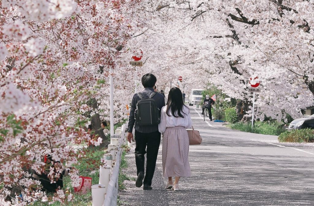 Best time to visit Tokyo in spring, A couple walks together under the cherry blossoms