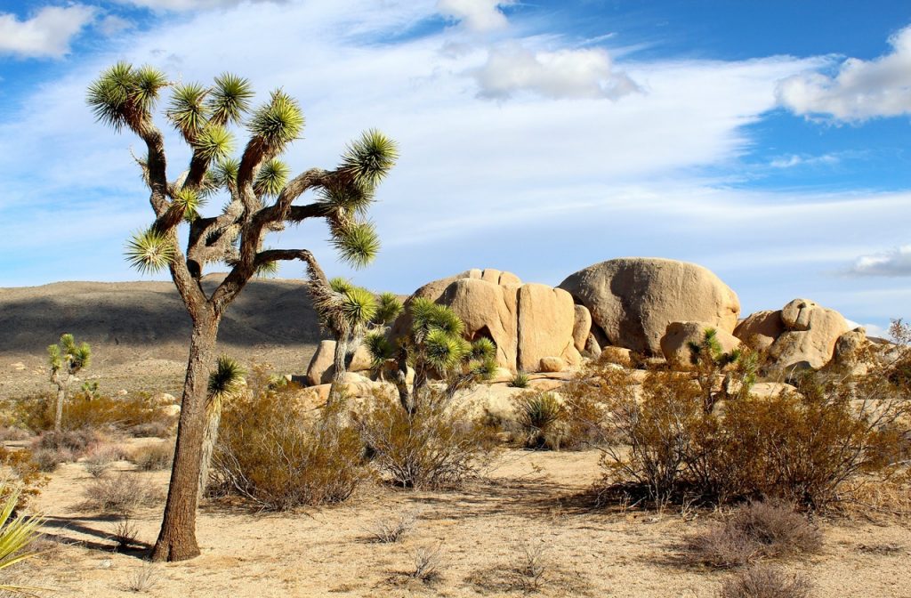 One of the most popular national parks in California, Joshua Tree National Park