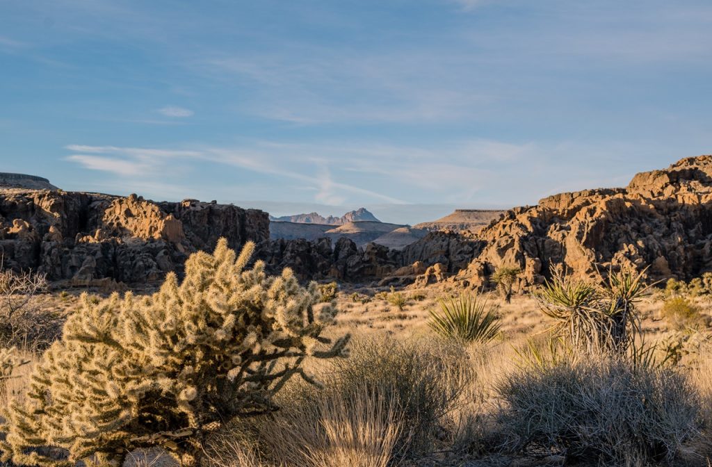Desert landscape in Mojave National Preserve