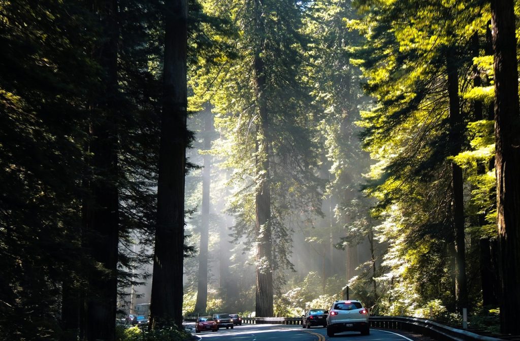 Card driving along scenic routes along Redwood National and State Parks 