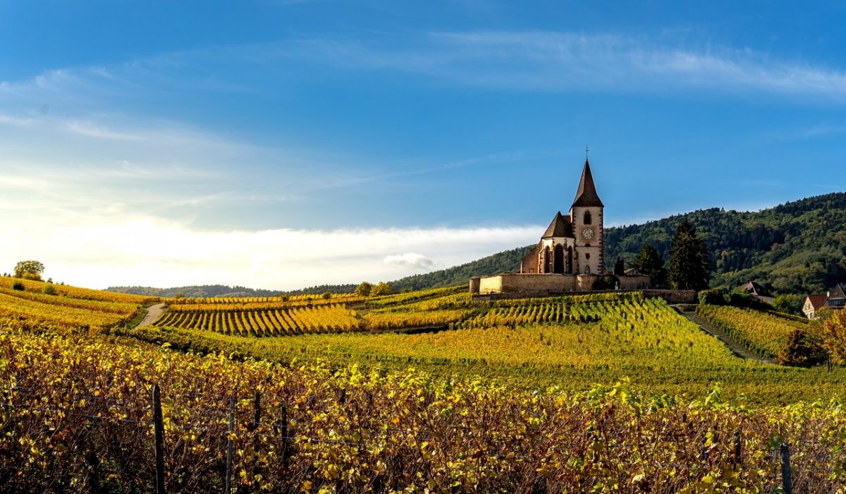 Vineyards in the French countryside town of Riquewihr