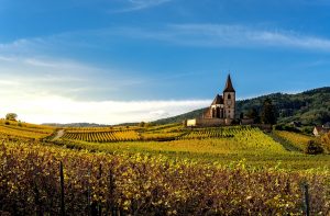 Vineyards in the French countryside town of Riquewihr