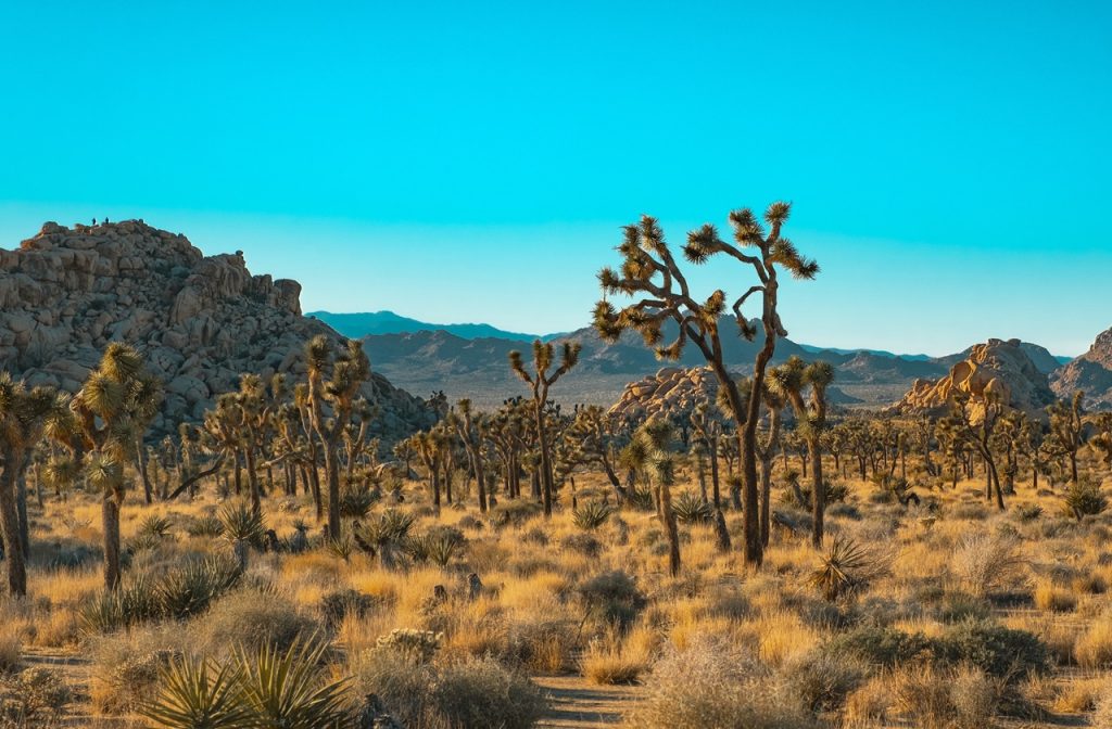 Joshua Tree National Park is one of the best day trips from Los Angeles for nature lovers