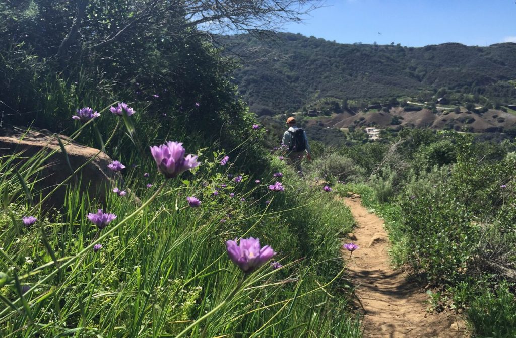 Purple wildflowers along the Saddle Peak Trail