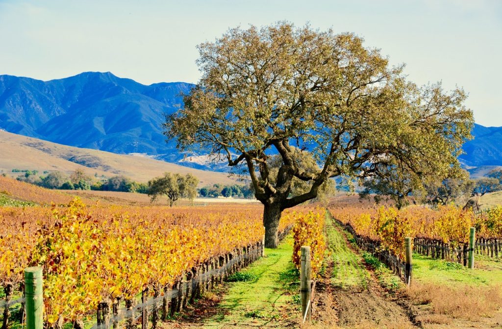 The vineyards in Santa Ynez Valley is one of the best day trips from Los Angeles