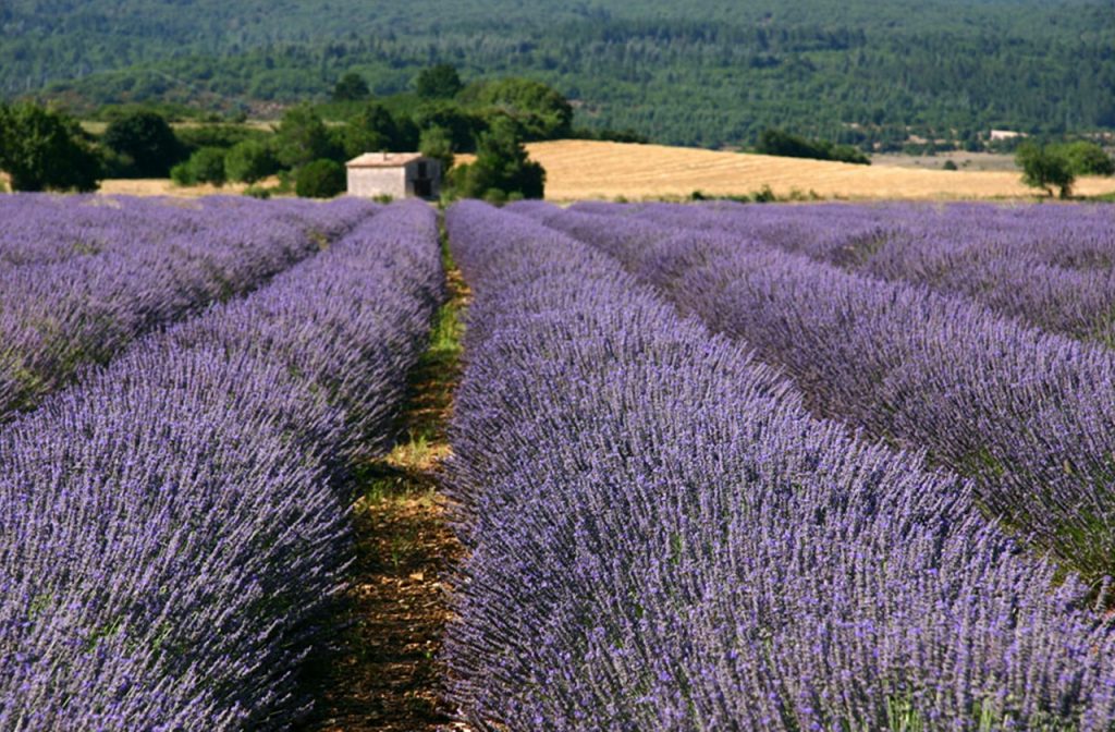 Fragrant lavender fields in Sault