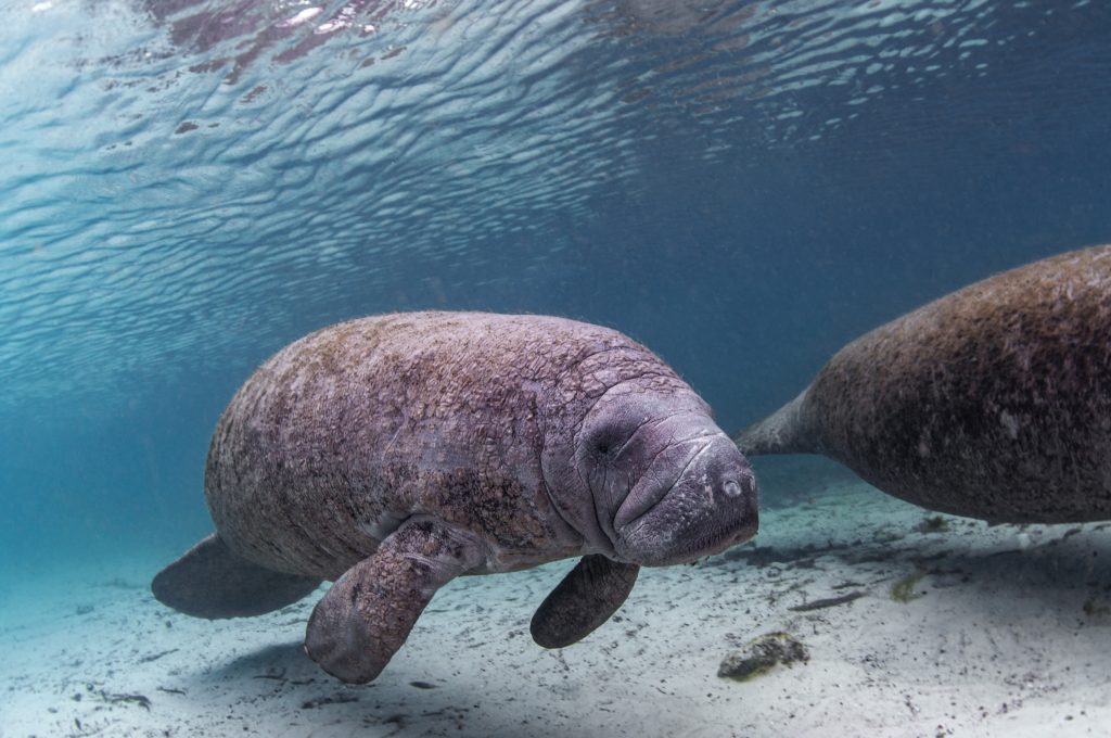 Wild manatees swimming in the Crystal River, Florida