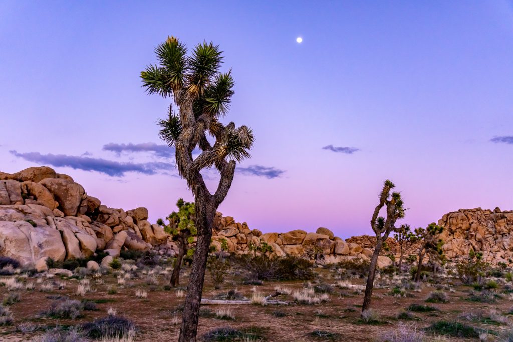 Early morning view of Desert Sunset Joshua Tree National Park